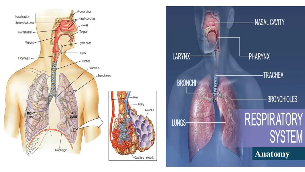 anatomy