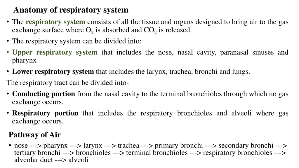 anatomy of respiratory system