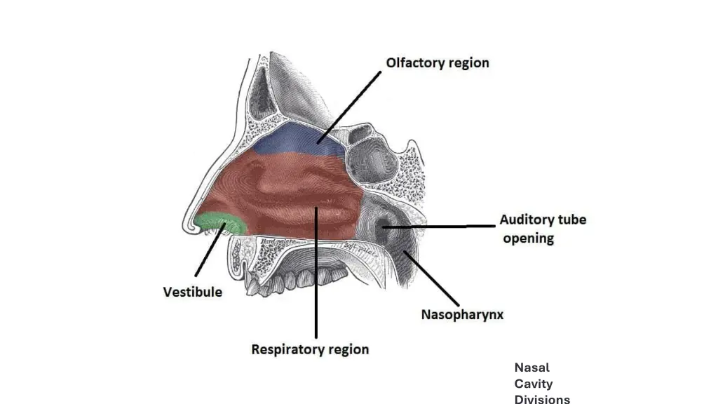 nasal cavity divisions