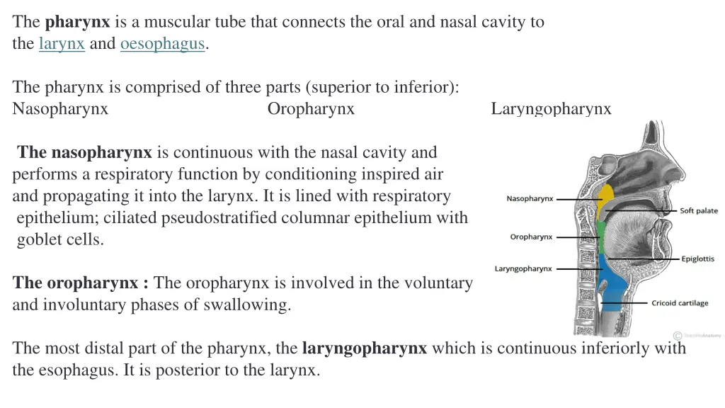 the pharynx is a muscular tube that connects