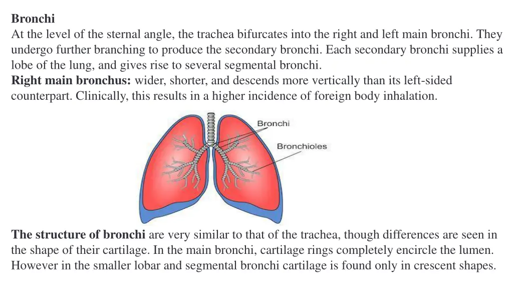 bronchi at the level of the sternal angle