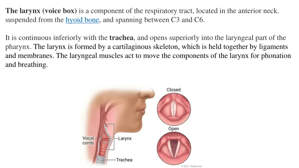 the larynx voice box is a component