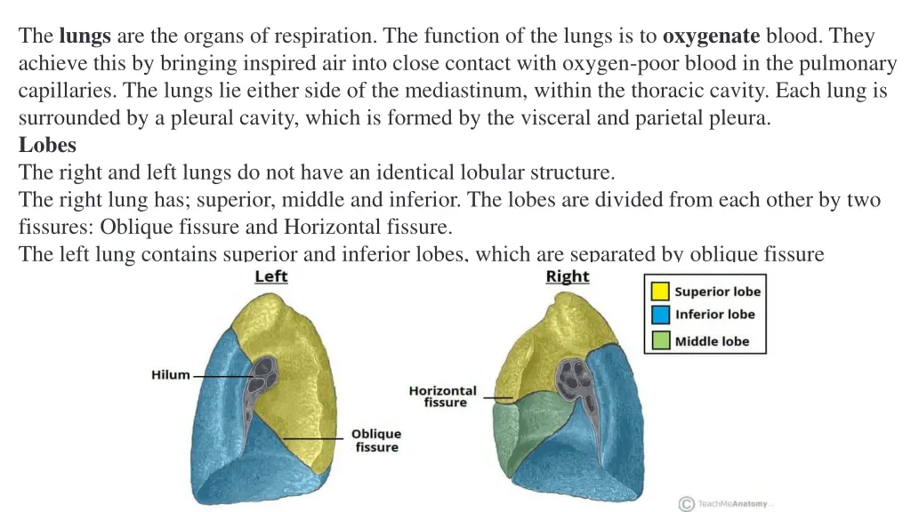 the lungs are the organs of respiration