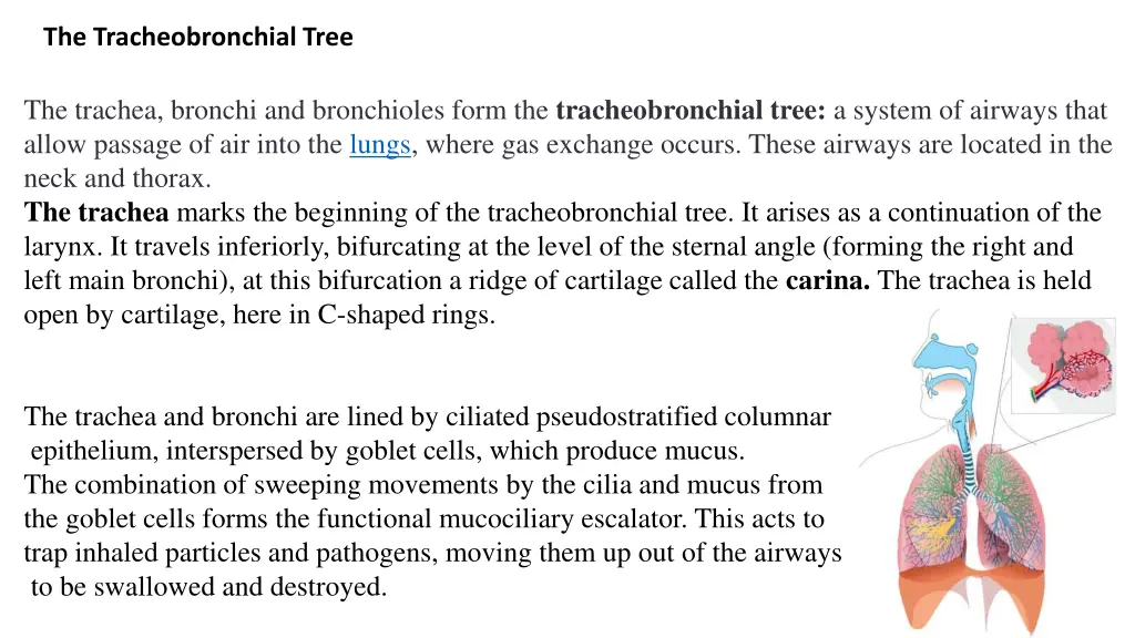 the tracheobronchial tree