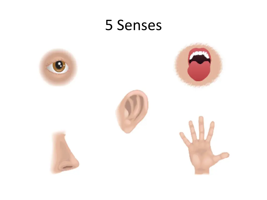 5 senses