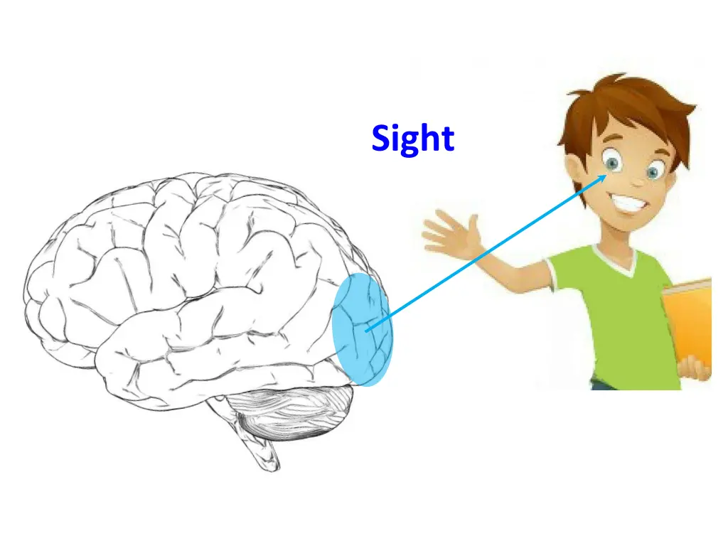 sight