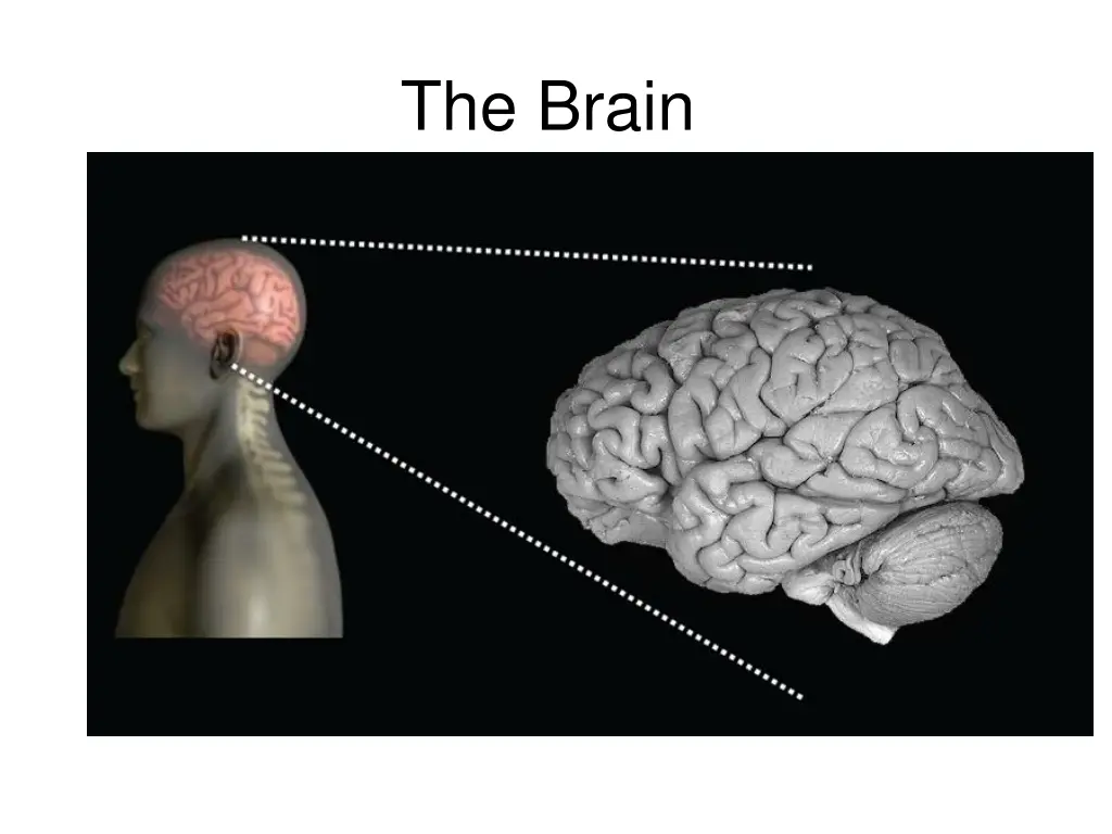the brain 1