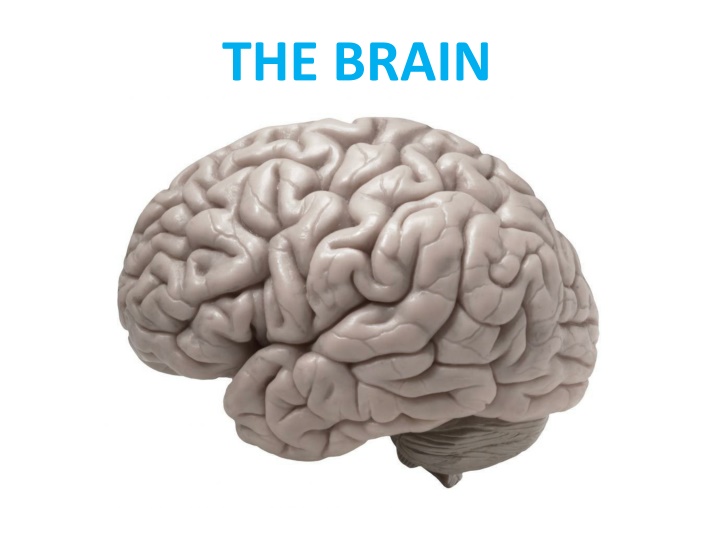 the brain