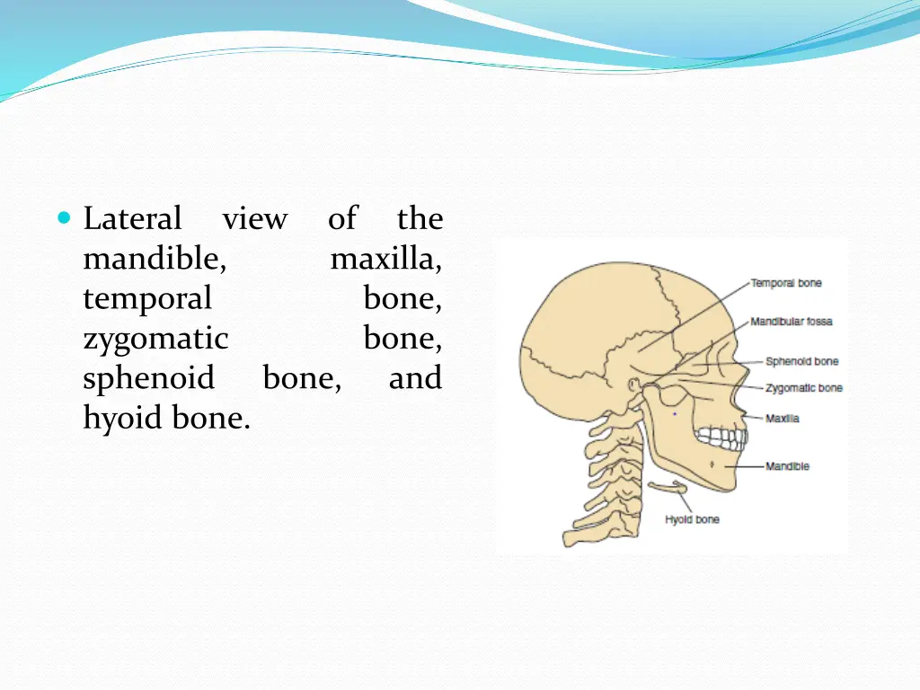 lateral mandible temporal zygomatic sphenoid