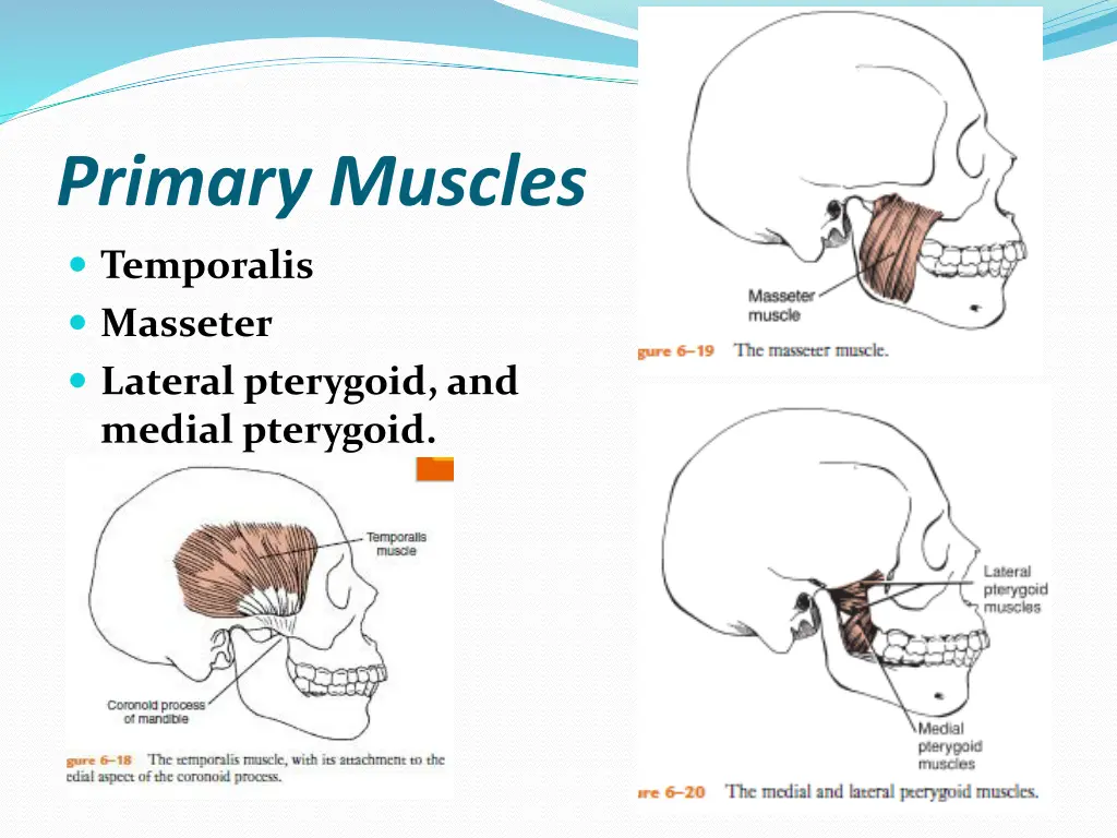 primary muscles