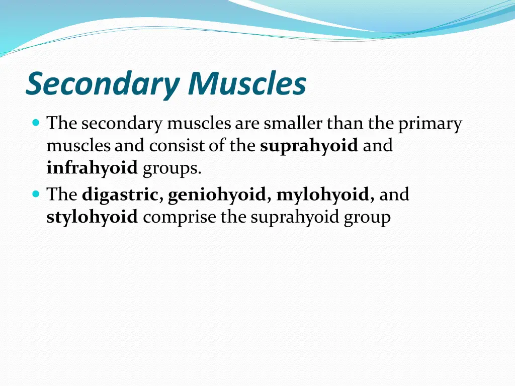 secondary muscles