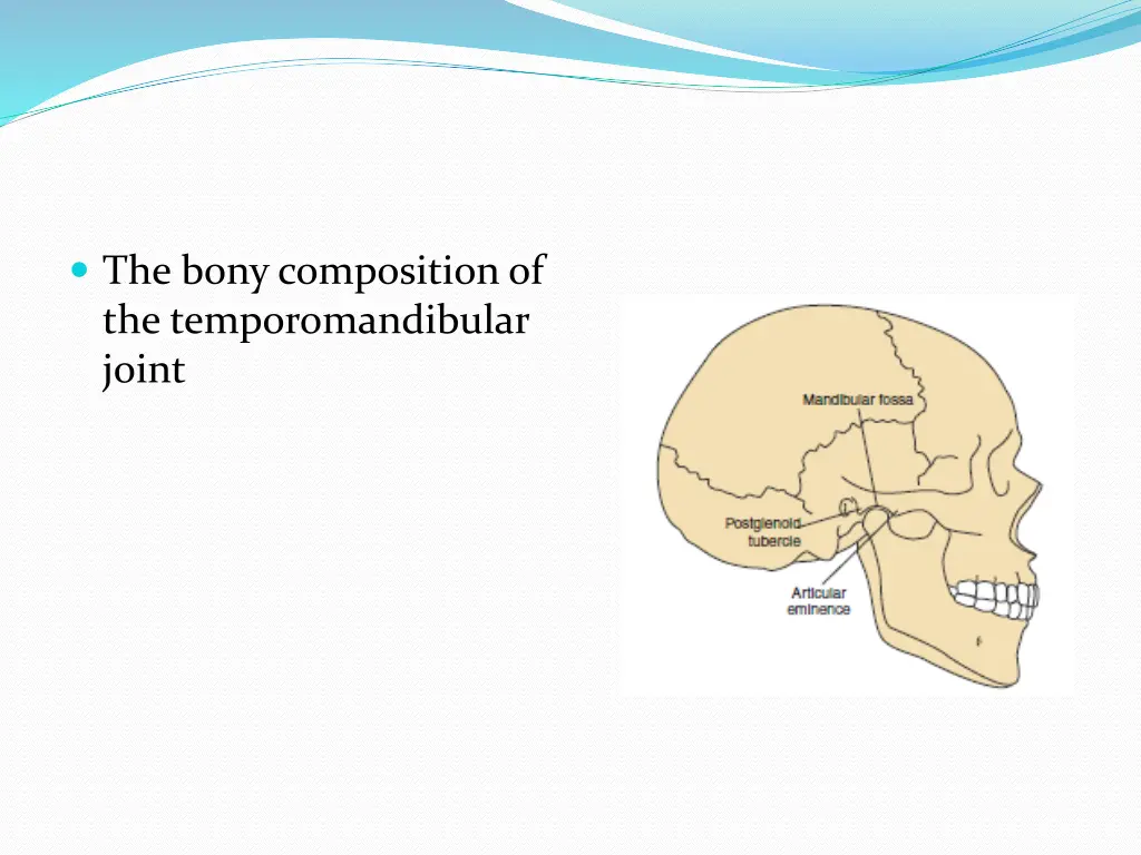 the bony composition of the temporomandibular