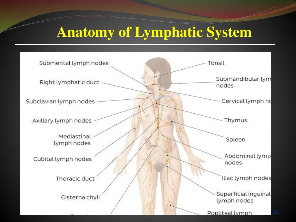 anatomy of lymphatic system
