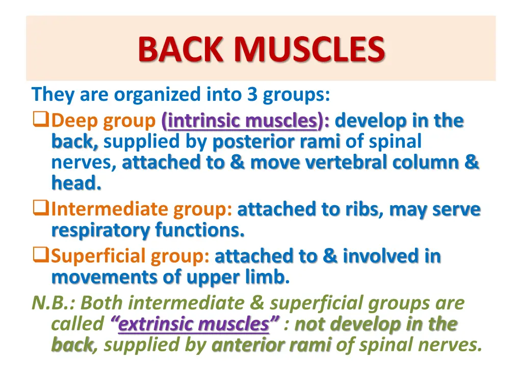 back muscles