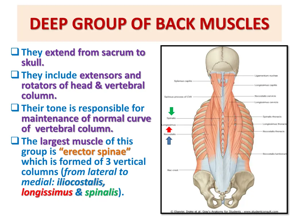 deep group of back muscles