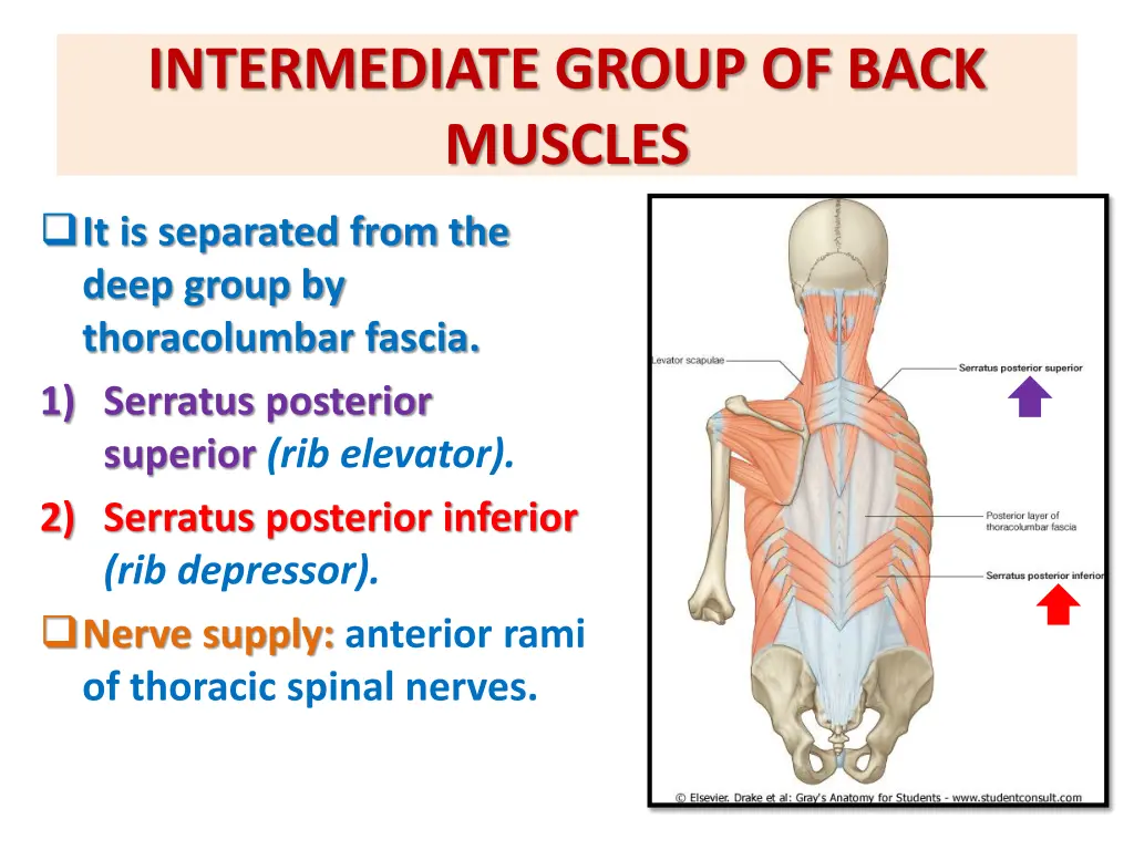 intermediate group of back muscles