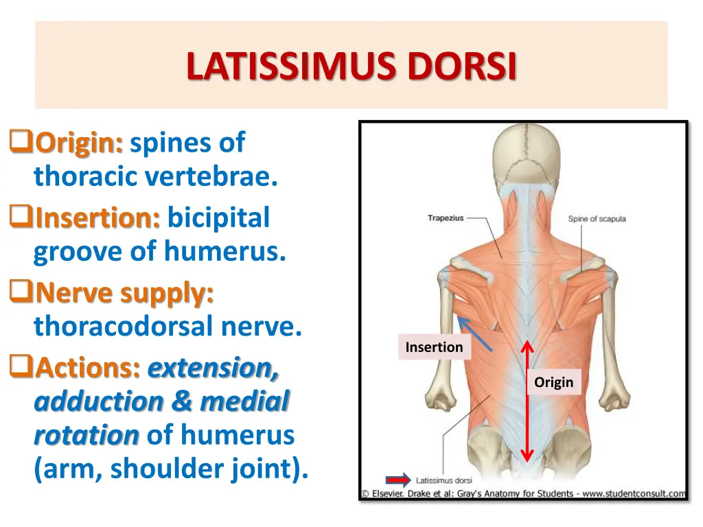 latissimus dorsi