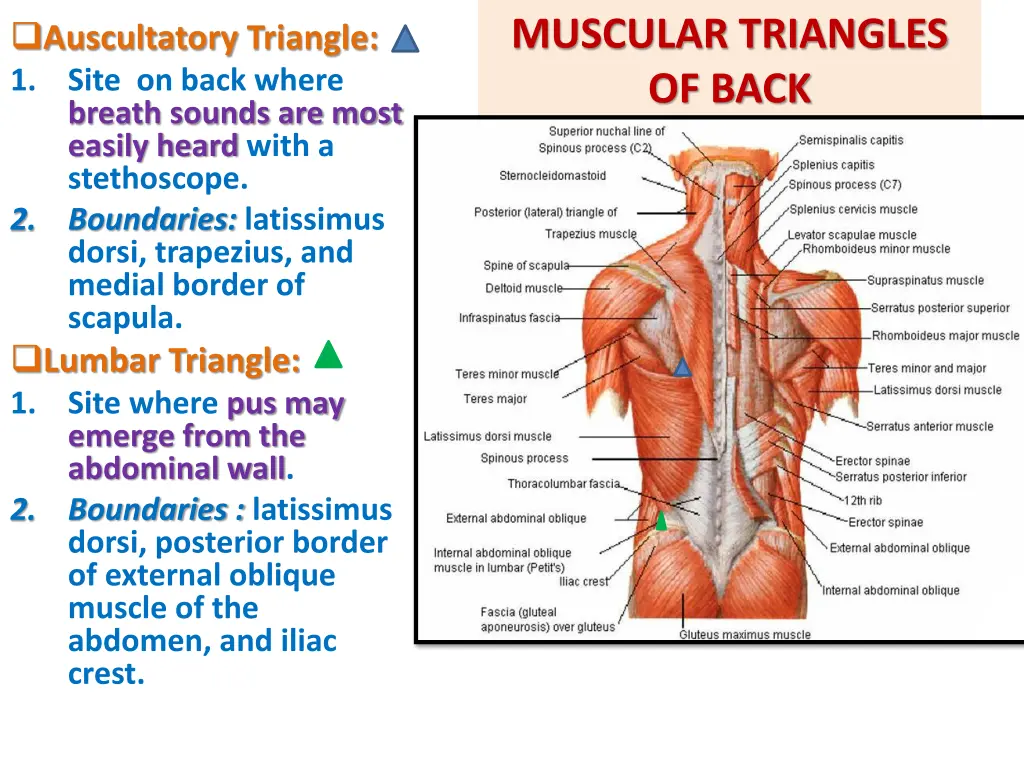muscular triangles of back