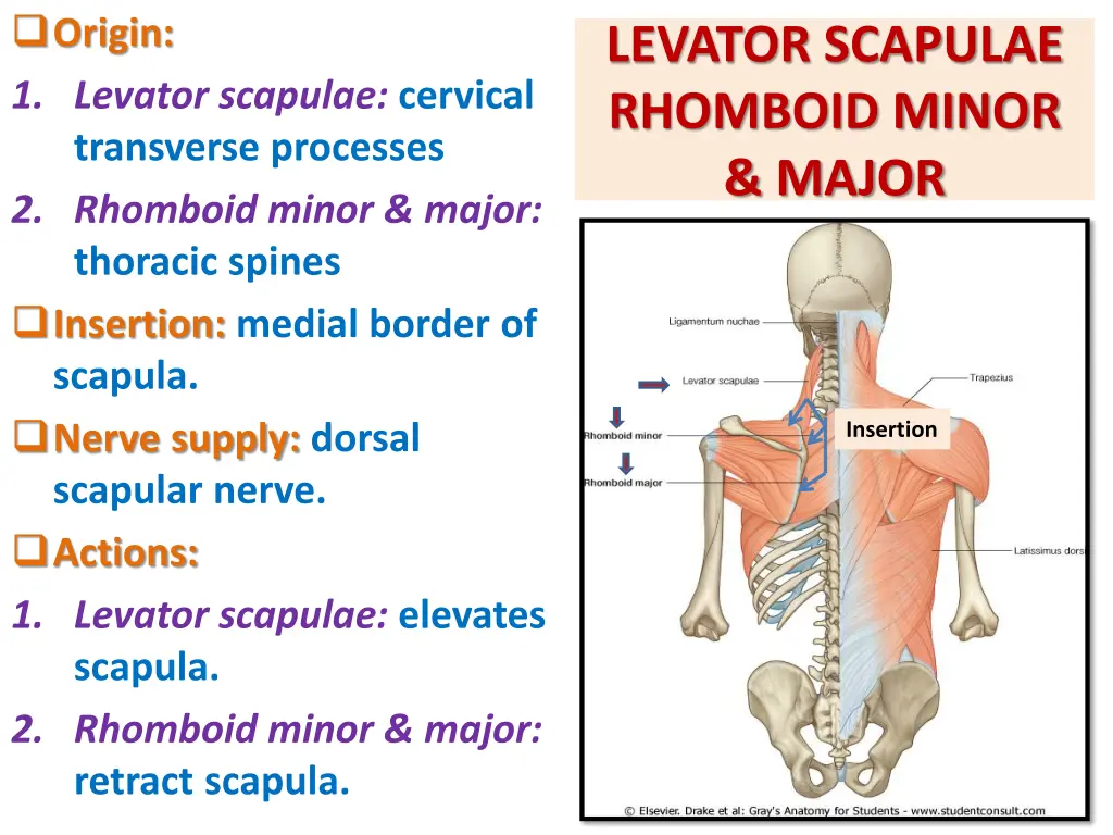 origin 1 levator scapulae cervical transverse