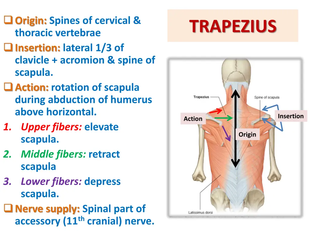 origin spines of cervical thoracic vertebrae