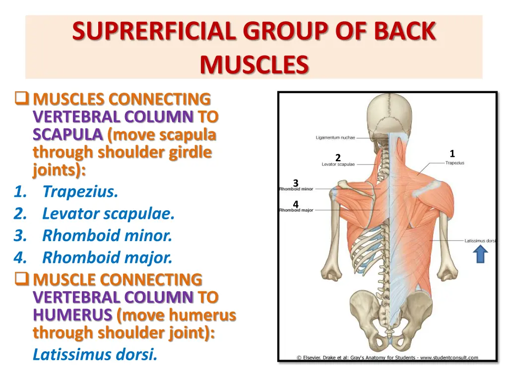 suprerficial group of back muscles muscles
