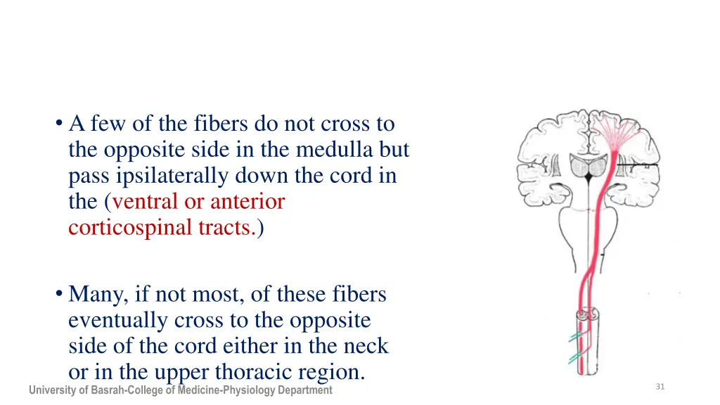 a few of the fibers do not cross to the opposite
