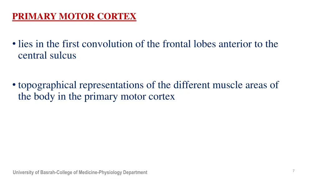 primary motor cortex