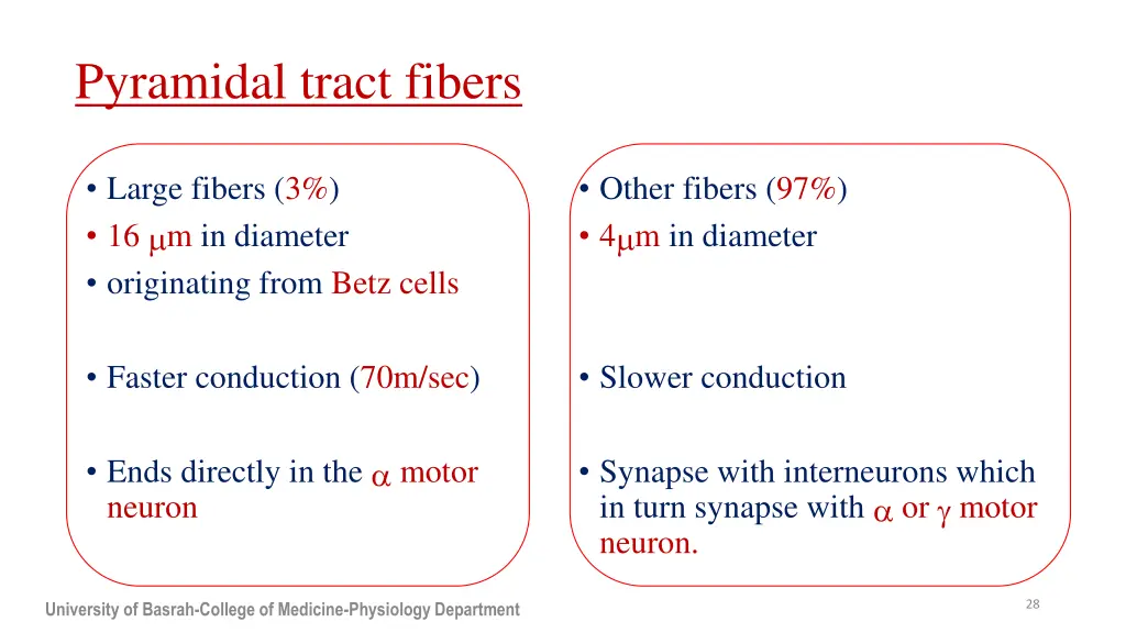 pyramidal tract fibers