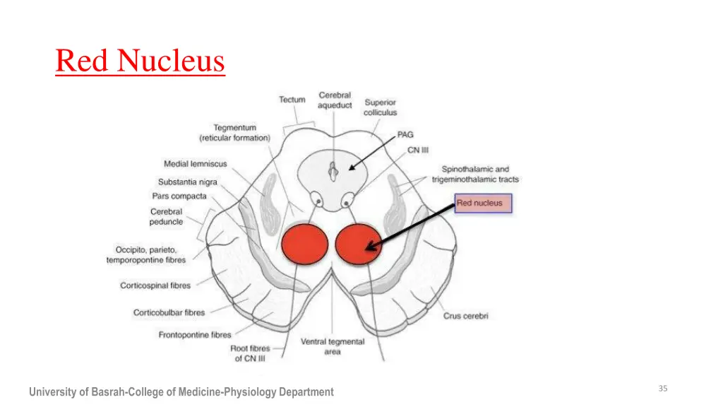 red nucleus