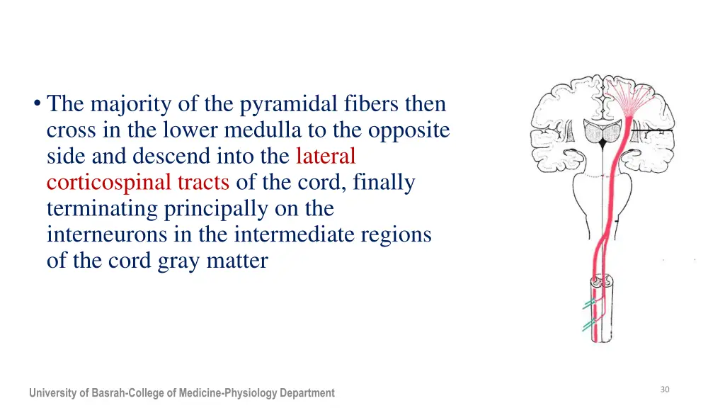 the majority of the pyramidal fibers then cross