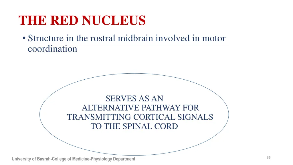 the red nucleus structure in the rostral midbrain
