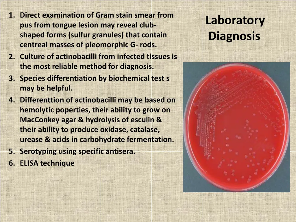 1 direct examination of gram stain smear from
