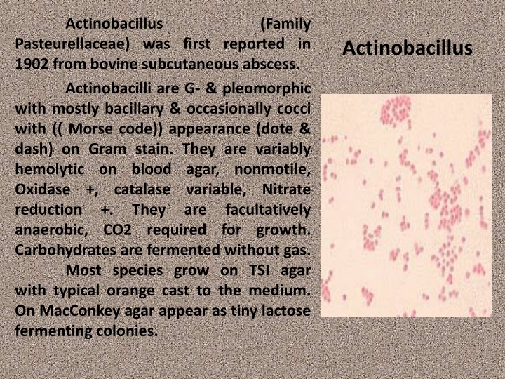 actinobacillus