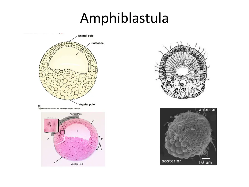 amphiblastula