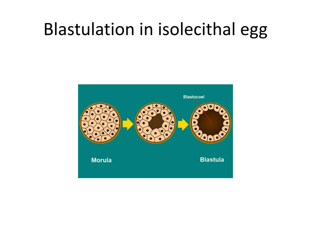 blastulation in isolecithal egg