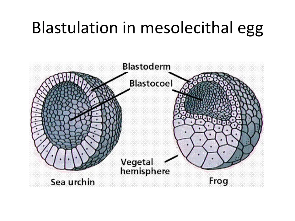 blastulation in mesolecithal egg