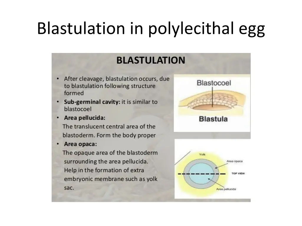 blastulation in polylecithal egg