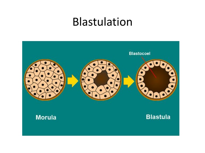 blastulation