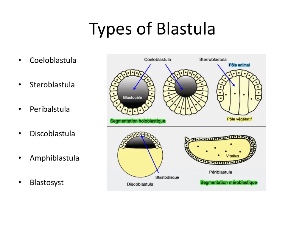types of blastula