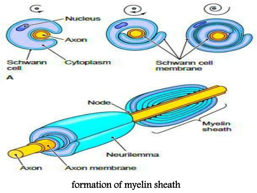formation of myelin sheath