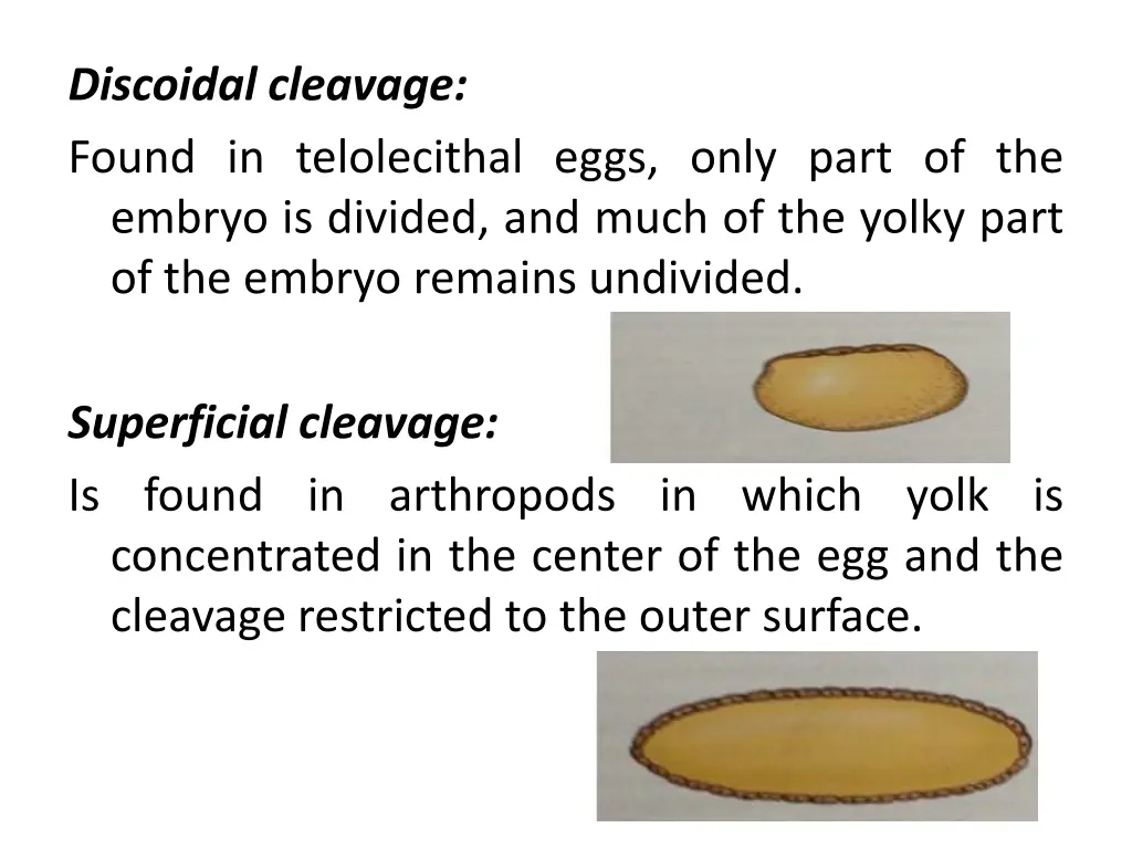 discoidal cleavage found in telolecithal eggs