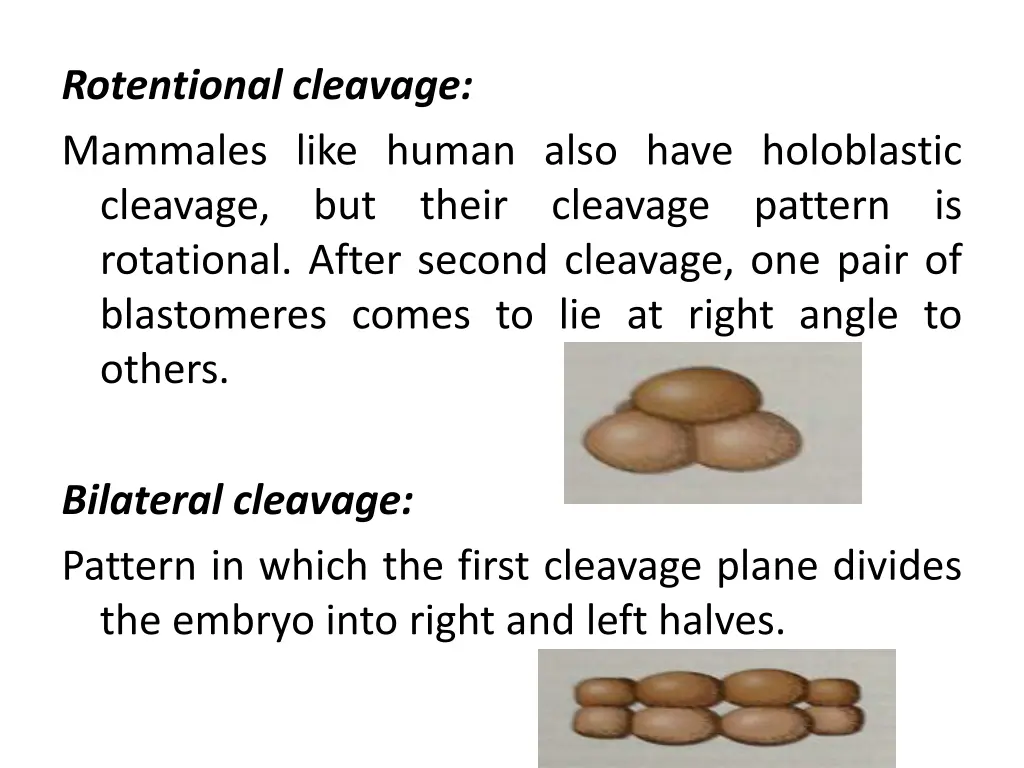 rotentional cleavage mammales like human also