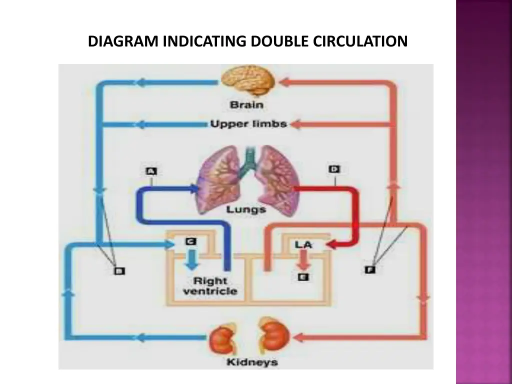 diagram indicating double circulation