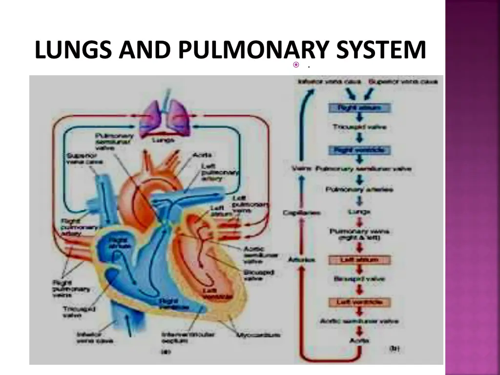 lungs and pulmonary system