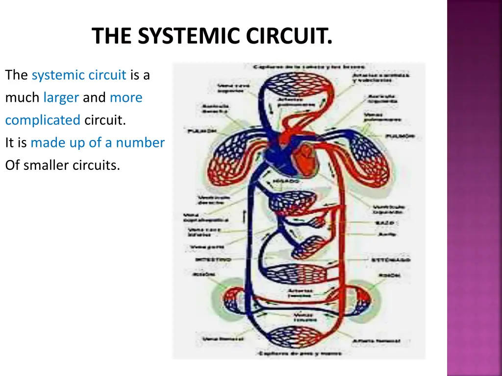 the systemic circuit