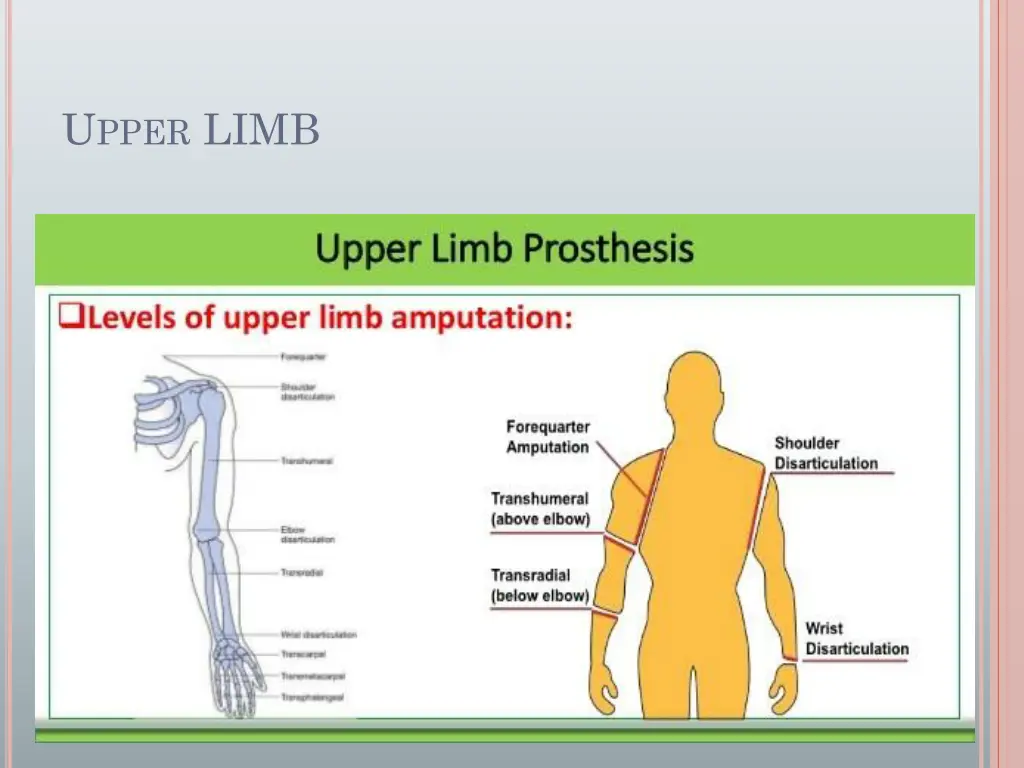 u pper limb