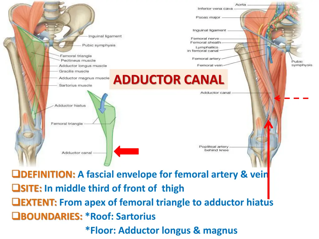 adductor canal