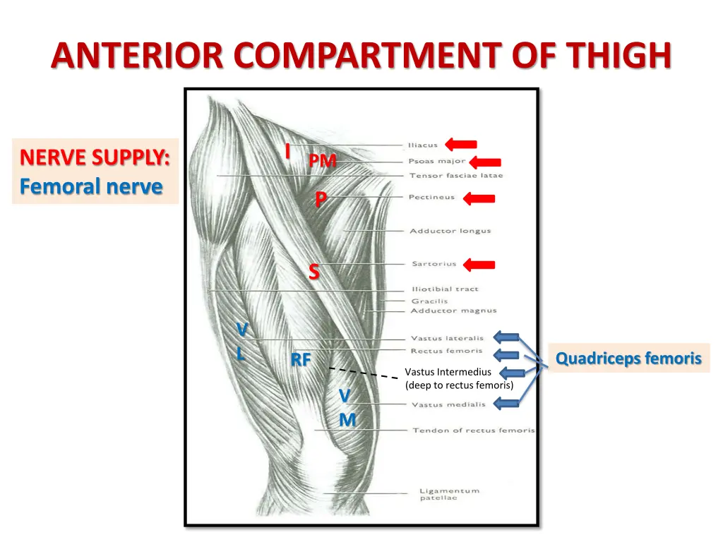 anterior compartment of thigh