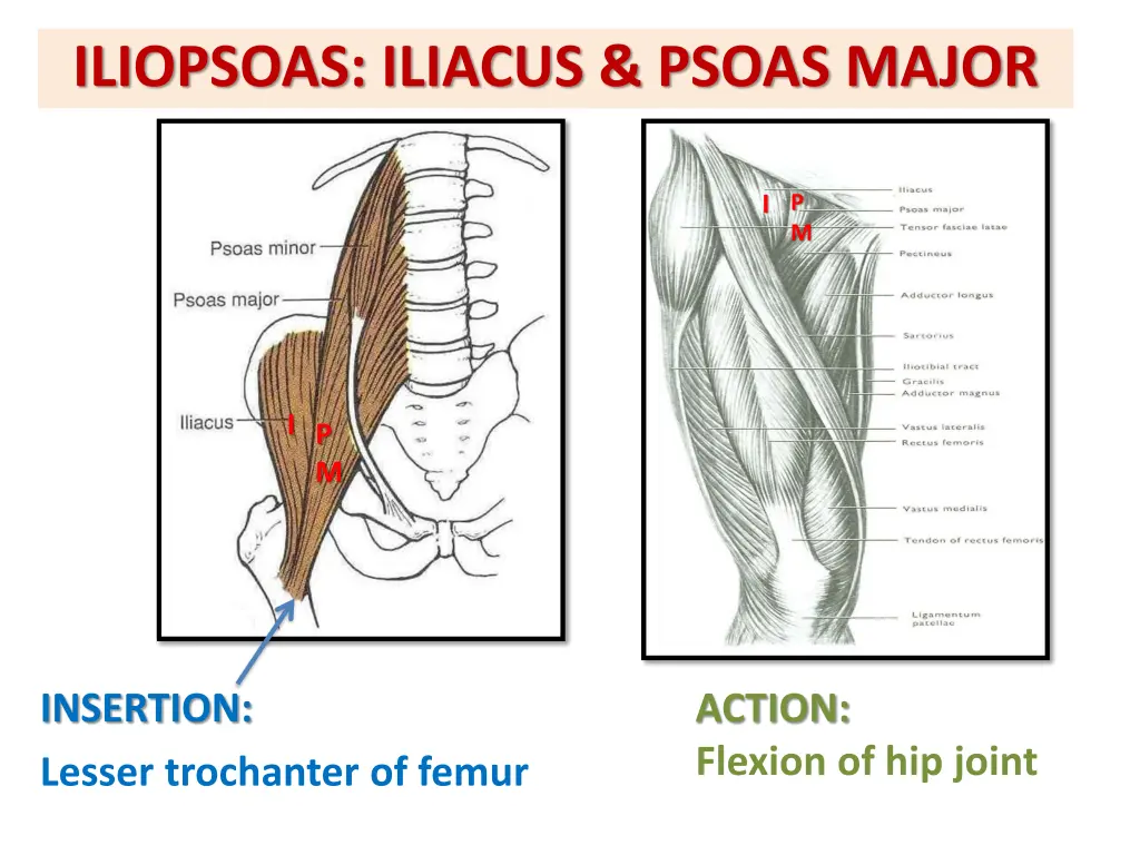 iliopsoas iliacus psoas major