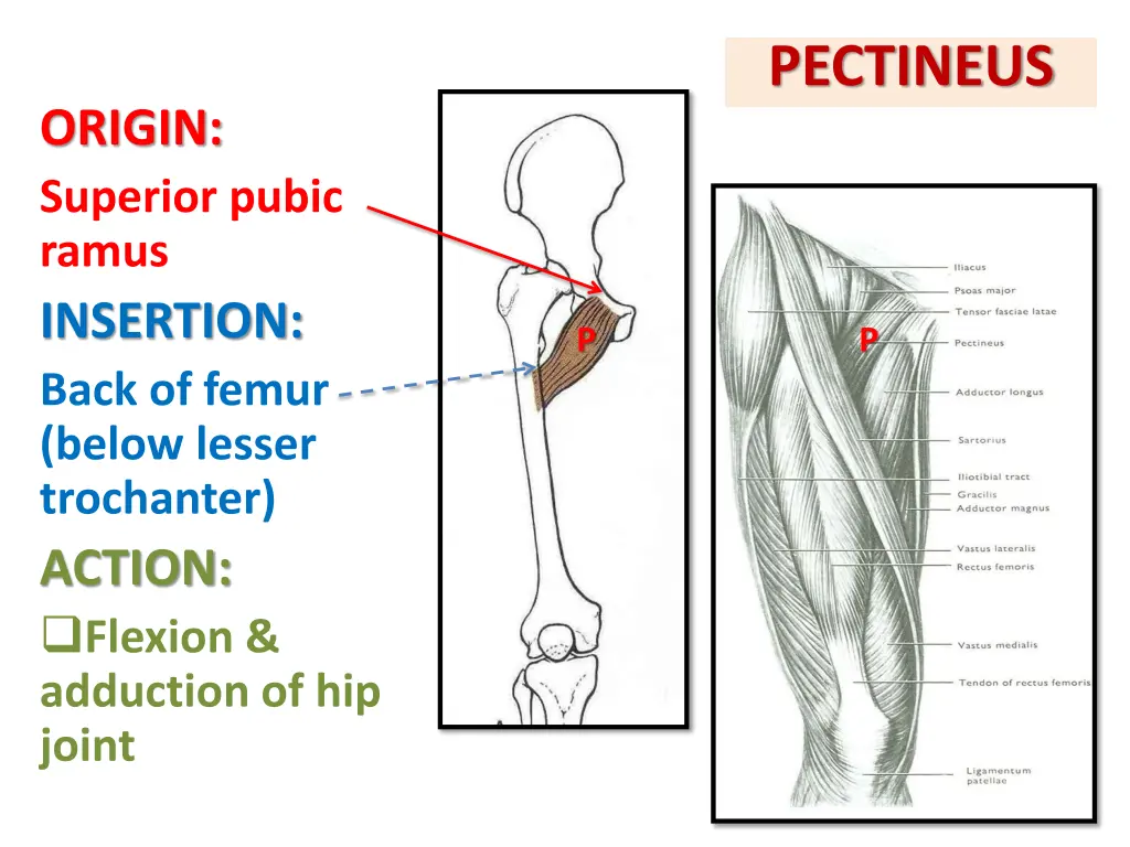 pectineus